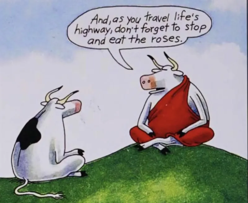 Single panel cartoon by Gary Larson showing two cows, one dressed as a Buddhist monk telling the other to stop and eat the roses — absurdist humour in comics distilled into one image